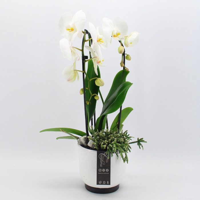 PHAL-2403 Phalaenopsis creatie