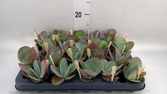 <h4>Kalanchoe NF thyrsiflora</h4>