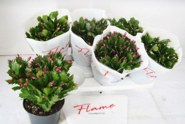 <h4>SCHLUMB FLAME GEM</h4>