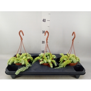 Sedum morganianum