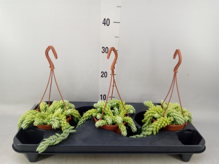 <h4>Sedum morganianum</h4>