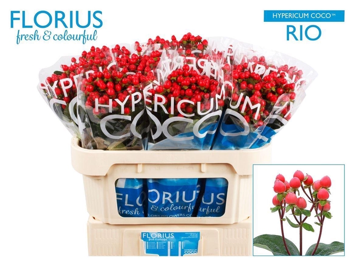 <h4>Hyp Coco Rio</h4>