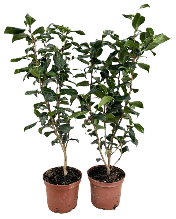<h4>Camellia japonica</h4>