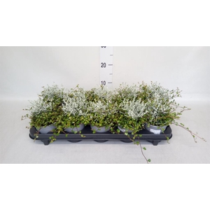 Leucophyta brownii
