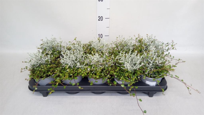 <h4>Leucophyta brownii</h4>