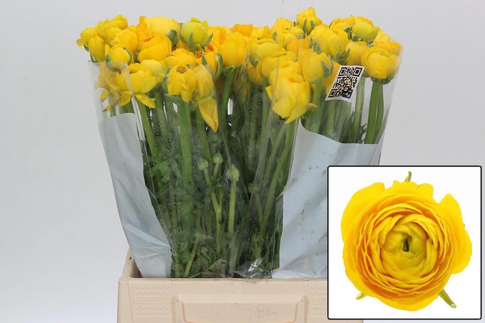 <h4>RAN EL YELLOW</h4>