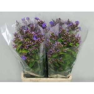 Phlox Butterfly Hogenboom