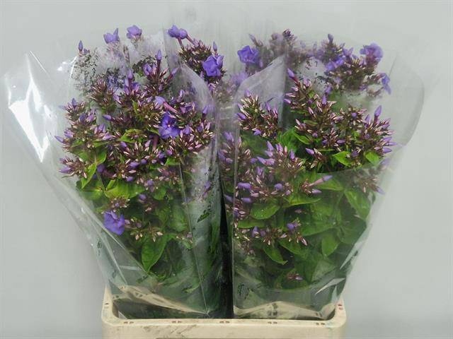 <h4>PHLOX P BUTTERFLY</h4>