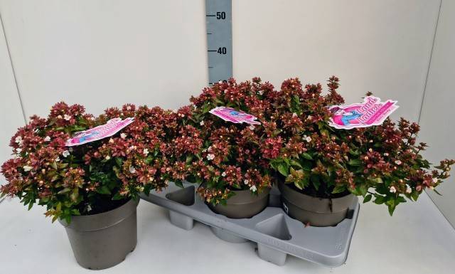 <h4>ABEL GRANDIFLORA</h4>