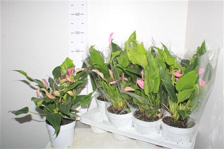 <h4>Anthu Zizou 7+</h4>