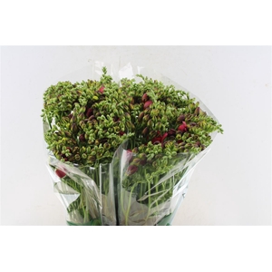 Fr Du Expression Cerise Red
