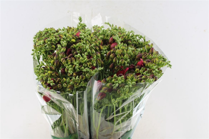 <h4>Fr Du Expression Cerise Red</h4>