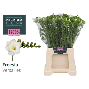 Freesia du Versailles