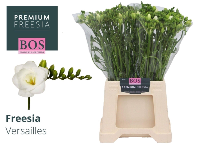 <h4>Freesia du Versailles</h4>