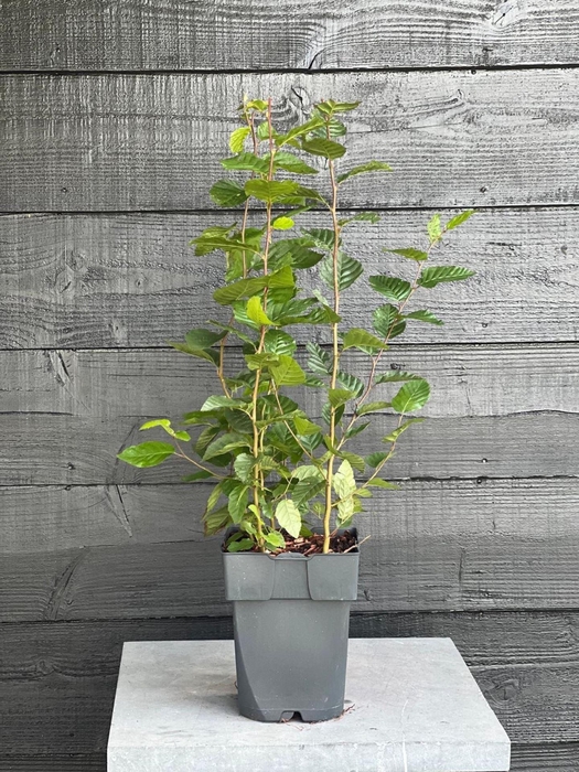 <h4>Carpinus betulus</h4>