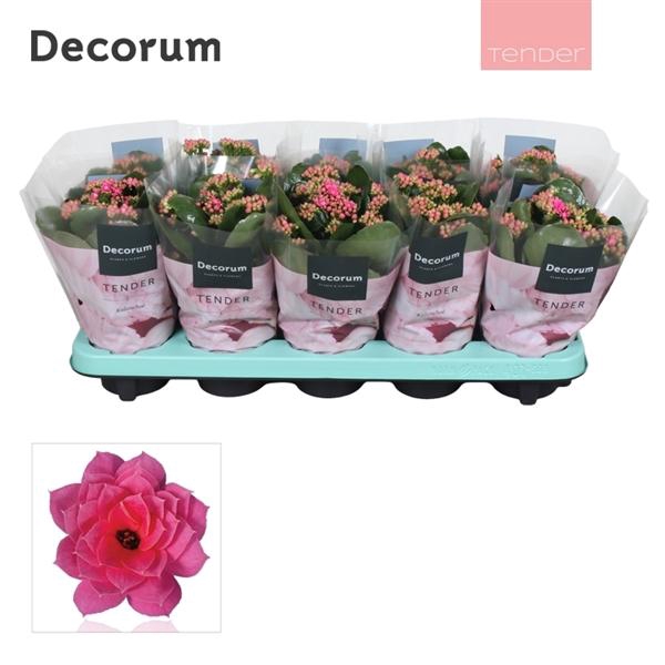 <h4>Kalanchoe blossfeldiana gevuld 'Serenity Pink'</h4>