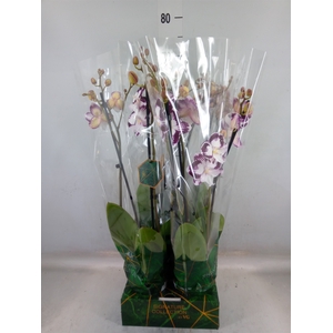 Phalaenopsis   ...