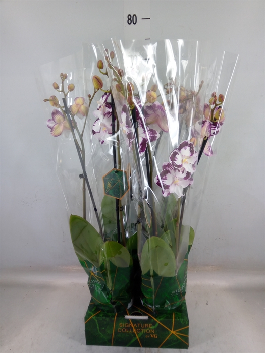 <h4>Phalaenopsis   ...</h4>