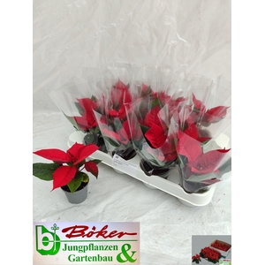 EUPHOR PULCHERRIM OV