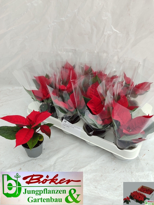 <h4>EUPHOR PULCHERRIM OV</h4>