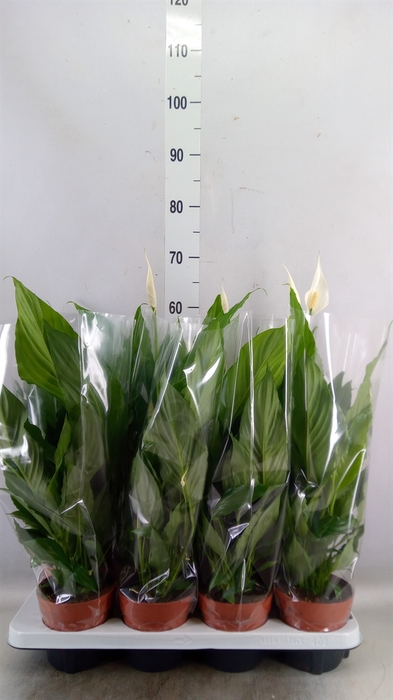 <h4>Spathiphyllum  'Sweet Chico'</h4>