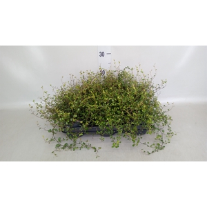 Muehlenbeckia com. 'Mao'ri'