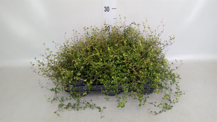<h4>Muehlenbeckia com. 'Mao'ri'</h4>