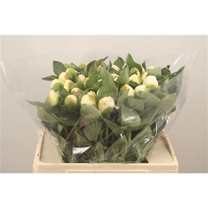 Paeo L Bridal Shower