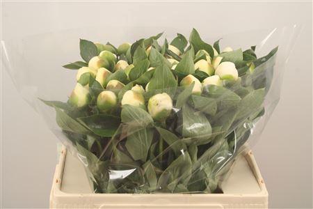 <h4>Paeo L Bridal Shower</h4>