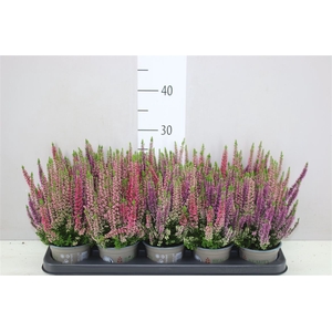 Calluna Beauty Lady Trio Wildberry