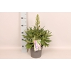 vaste planten 19 cm  Delphinium Delgenius ™ Breezin