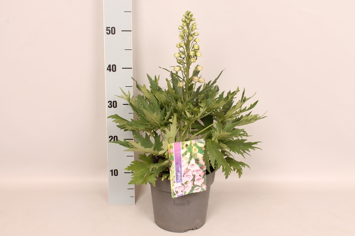 <h4>vaste planten 19 cm  Delphinium Delgenius ™ Breezin</h4>