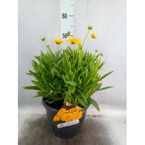 Coreopsis grand. 'Early Sunrise'
