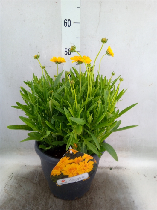 <h4>Coreopsis grand. 'Early Sunrise'</h4>