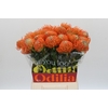 Nutans Ayoba Orange