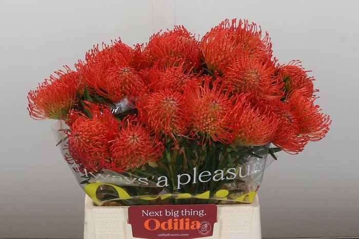 <h4>Nutans Succession</h4>