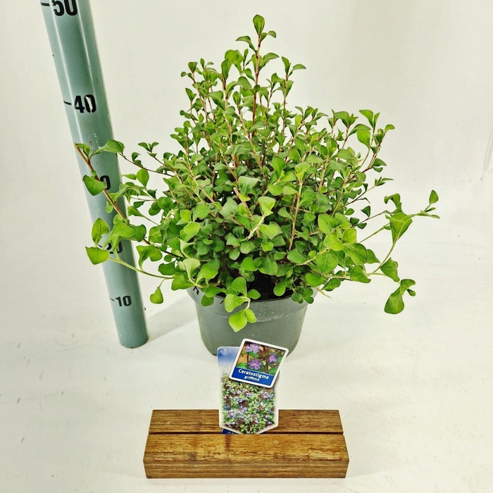 Ceratostigma griffithii