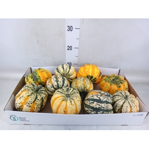 Cucurbita