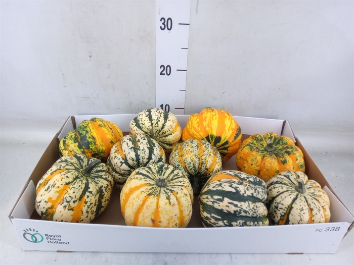 <h4>Cucurbita</h4>