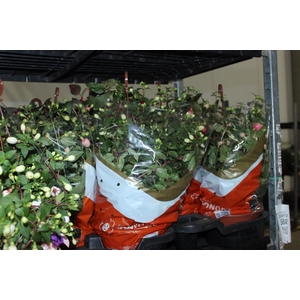 BRINCO DE PRINCESA C21