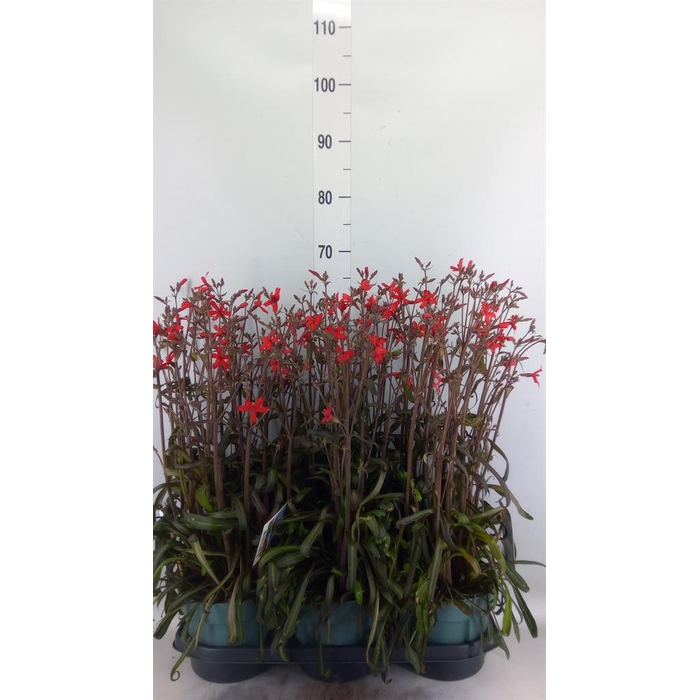 <h4>Silene   ...</h4>