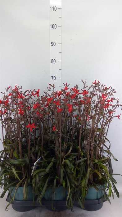 <h4>Silene   ...</h4>