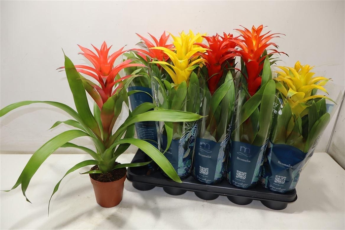 <h4>arr8 Brom Mixtray 4 Kl</h4>