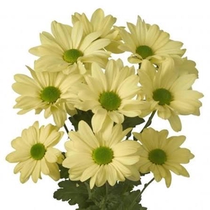 CHRYSANTHEMUM TR 'KENNEDY CREAM'