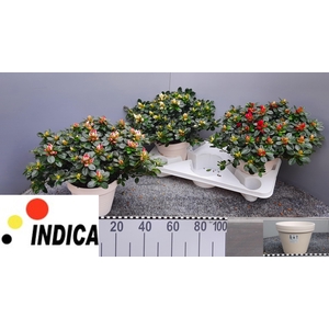 RHODO SI SACHSEN GEM