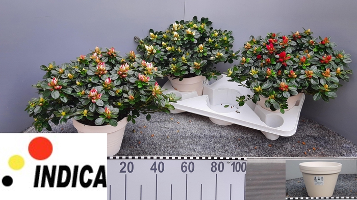 <h4>RHODO SI SACHSEN GEM</h4>