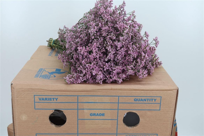 <h4>Lim Saf Oshi Pink</h4>