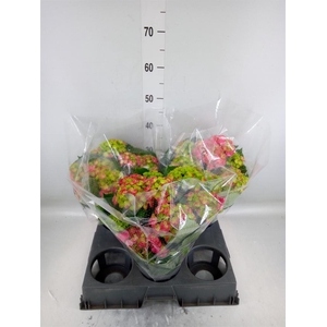 Hydrangea mac. 'Hi Fire'