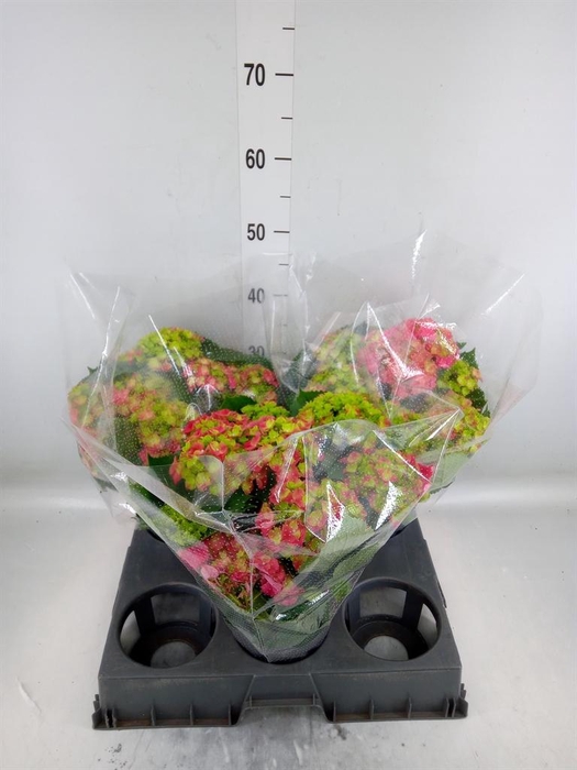 <h4>Hydrangea mac. 'Hi Fire'</h4>