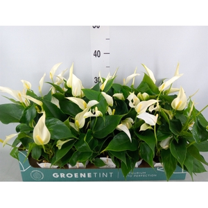 Anthurium  'Banderola Cava'
